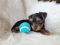 Chase, a male Yorkshire Terrier for sale in Crawfordsville, IN – 1 of 6