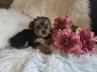Candy SALE, a female Yorkshire Terrier for sale in Crawfordsville, IN – Photo 5 of 10