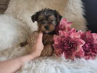 Candy SALE, a female Yorkshire Terrier for sale in Crawfordsville, IN – Photo 4 of 10