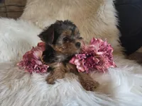 Candy SALE, a female Yorkshire Terrier for sale in Crawfordsville, IN – Photo 10 of 10