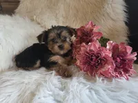 Candy SALE, a female Yorkshire Terrier for sale in Crawfordsville, IN – Photo 9 of 10