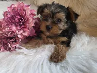 Candy SALE, a female Yorkshire Terrier for sale in Crawfordsville, IN – Photo 6 of 10