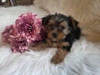 Candy SALE, a female Yorkshire Terrier for sale in Crawfordsville, IN – Photo 8 of 10