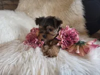 Candy SALE, a female Yorkshire Terrier for sale in Crawfordsville, IN – Photo 7 of 10