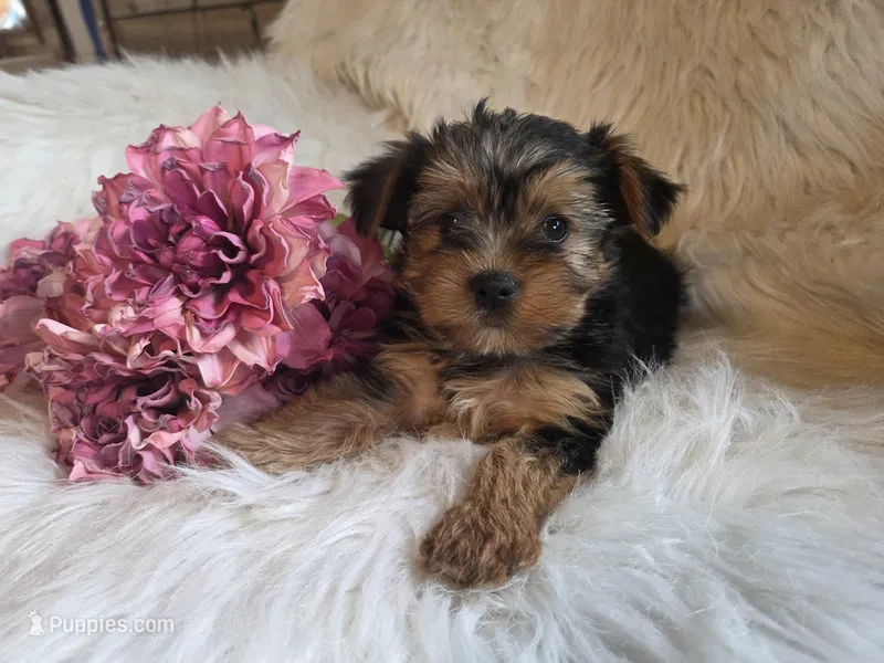 Candy SALE – Yorkshire Terrier puppy for sale in Crawfordsville, IN