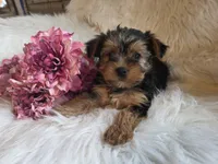 Candy SALE, a female Yorkshire Terrier for sale in Crawfordsville, IN – Photo 1 of 10