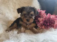 Candy SALE, a female Yorkshire Terrier for sale in Crawfordsville, IN – Photo 3 of 10