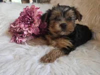 Candy SALE, a female Yorkshire Terrier for sale in Crawfordsville, IN – Photo 2 of 10