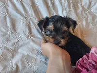 Tootsie, a female Yorkshire Terrier for sale in Crawfordsville, IN – 8 of 8