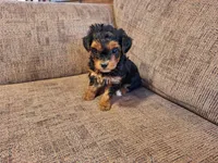 Roxy, a female Yorkshire Terrier and Poodle - Toy  for sale in Crawfordsville, IN – Photo 5 of 9