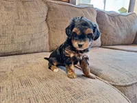 Roxy, a female Yorkshire Terrier and Poodle - Toy  for sale in Crawfordsville, IN – Photo 1 of 9