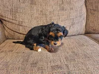 Roxy, a female Yorkshire Terrier and Poodle - Toy  for sale in Crawfordsville, IN – Photo 4 of 9
