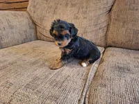 Roxy, a female Yorkshire Terrier and Poodle - Toy  for sale in Crawfordsville, IN – Photo 6 of 9