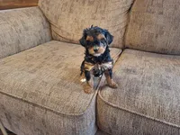 Roxy, a female Yorkshire Terrier and Poodle - Toy  for sale in Crawfordsville, IN – Photo 9 of 9