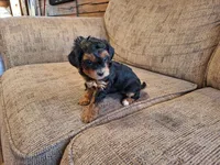 Roxy, a female Yorkshire Terrier and Poodle - Toy  for sale in Crawfordsville, IN – Photo 7 of 9
