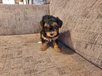 Roxy, a female Yorkshire Terrier and Poodle - Toy  for sale in Crawfordsville, IN – Photo 2 of 9