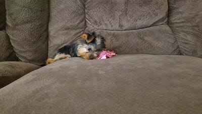 Bambi, a female Yorkshire Terrier for sale in Crawfordsville, IN – 4 of 6