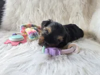 Chanel, a female Yorkshire Terrier for sale in Crawfordsville, IN – 3 of 5