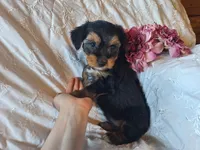 Tilly, a female Yorkshire Terrier for sale in Crawfordsville, IN – 6 of 8