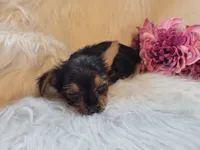 Tilly, a female Yorkshire Terrier for sale in Crawfordsville, IN – 3 of 7