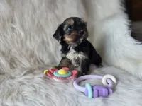 Chanel, a female Yorkshire Terrier for sale in Crawfordsville, IN – 2 of 5