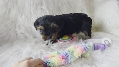 Chanel, a female Yorkshire Terrier for sale in Crawfordsville, IN – 5 of 5