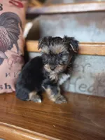 Moose, a male Yorkshire Terrier for sale in Crawfordsville, IN – Photo 4 of 10