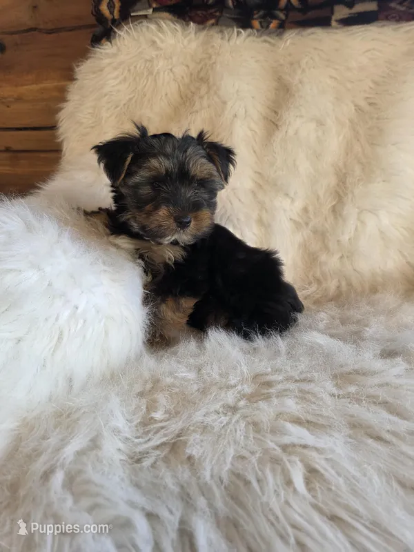 Milo – Yorkshire Terrier puppy for sale in Crawfordsville, IN