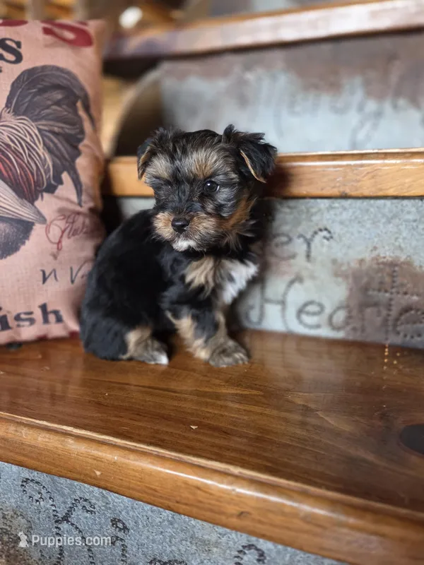 Moose – Yorkshire Terrier puppy for sale in Crawfordsville, IN