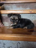 Moose, a male Yorkshire Terrier for sale in Crawfordsville, IN – Photo 5 of 10