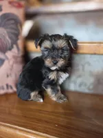 Moose, a male Yorkshire Terrier for sale in Crawfordsville, IN – Photo 3 of 10