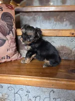 Moose, a male Yorkshire Terrier for sale in Crawfordsville, IN – Photo 9 of 10