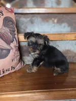 Moose, a male Yorkshire Terrier for sale in Crawfordsville, IN – Photo 7 of 10