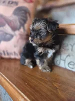 Moose, a male Yorkshire Terrier for sale in Crawfordsville, IN – Photo 8 of 10