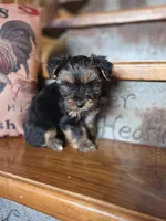 Moose, a male Yorkshire Terrier for sale in Crawfordsville, IN – Photo 6 of 10
