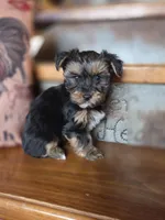 Moose, a male Yorkshire Terrier for sale in Crawfordsville, IN – Photo 2 of 10