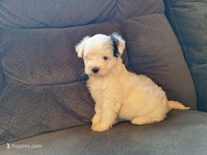 Spot – Maltese, Yorkshire Terrier puppy for sale in Crawfordsville, IN