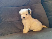 Spot, a male Maltese and Yorkshire Terrier for sale in Crawfordsville, IN – Photo 1 of 9