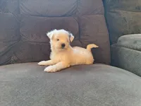 Spot, a male Maltese and Yorkshire Terrier for sale in Crawfordsville, IN – Photo 8 of 9