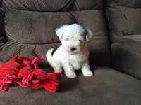 Spot, a male Maltese and Yorkshire Terrier for sale in Crawfordsville, IN – Photo 4 of 9