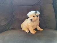 Spot, a male Maltese and Yorkshire Terrier for sale in Crawfordsville, IN – Photo 5 of 9