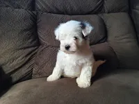 Spot, a male Maltese and Yorkshire Terrier for sale in Crawfordsville, IN – Photo 7 of 9