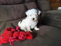 Spot, a male Maltese and Yorkshire Terrier for sale in Crawfordsville, IN – Photo 2 of 9