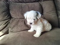 Spot, a male Maltese and Yorkshire Terrier for sale in Crawfordsville, IN – Photo 6 of 9