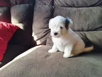Spot, a male Maltese and Yorkshire Terrier for sale in Crawfordsville, IN – Photo 3 of 9