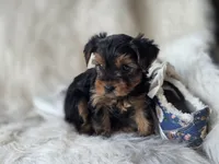 Cherish, a female Yorkshire Terrier for sale in Crawfordsville, IN – 4 of 6