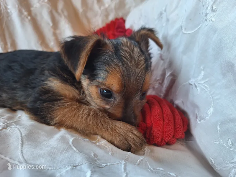 Tucker – Yorkshire Terrier puppy for sale in Crawfordsville, IN