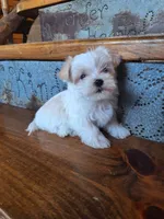 Tiny Zipper, a male Maltese and Yorkshire Terrier for sale in Rockville, IN – Photo 2 of 6