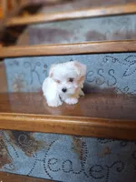 Tiny Zipper, a male Maltese and Yorkshire Terrier for sale in Rockville, IN – Photo 4 of 6