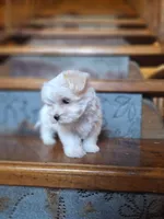 Tiny Zipper, a male Maltese and Yorkshire Terrier for sale in Rockville, IN – Photo 6 of 6